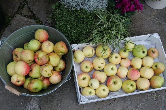 Äpfel ernten, aber richtig: Kreisfachberaterin Brigitte Goss gibt nützliche Tipps