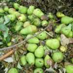 Wohin mit Fallobst und Gartenabfällen? Der Landkreis Kitzingen gibt Tipps zur Entsorgung