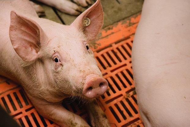 Arbeitsplatz Stall: Studie untersucht Agrar-Jobs – vom Arbeitsplatz-Risiko „Huftritt“ bis zum Lohn