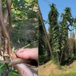 Trotz Rückschlag mit nahezu allen durchgeschnittenen Strängen: Kauzen Bräu lädt zum Hopfenzupfen am 6. September ein