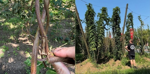 Trotz Rückschlag mit nahezu allen durchgeschnittenen Strängen: Kauzen Bräu lädt zum Hopfenzupfen am 6. September ein