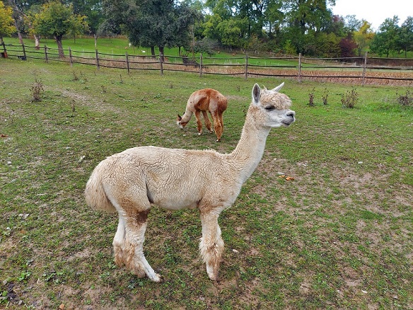 Die IHK lädt zur Gründertour 2025 ein: Mit Rhön-Lamas „Gemeinsam nach oben“