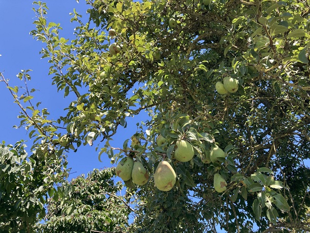 Obst selber direkt vom Baum pflücken: Hier ist es im Würzburger Stadtgebiet erlaubt