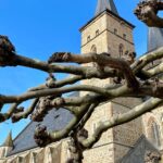 Sanierung und Neugestaltung des Marktplatzes: Können die Gerolzhöfer Platanen gerettet werden?