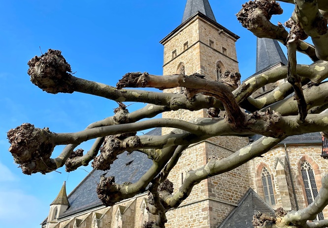 Sanierung und Neugestaltung des Marktplatzes: Können die Gerolzhöfer Platanen gerettet werden?