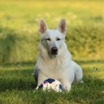 30-Jähriger bricht einen Pkw auf und enwendet aus dem Kofferraum eine Schäferhündin