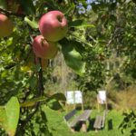 Fahr mal hin und lauf mal rum: Die Streuobst-Route des Brennerwegs bei Windheim – VIELE FOTOS!