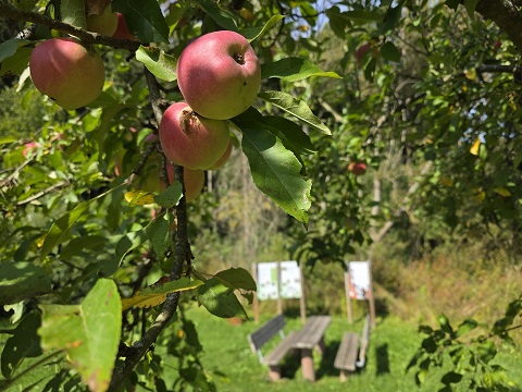 Fahr mal hin und lauf mal rum: Die Streuobst-Route des Brennerwegs bei Windheim – VIELE FOTOS!