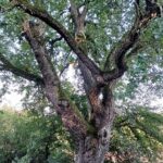 Jetzt mögliche Naturdenkmale melden: Alte und markante Bäume im Raum Marktheidenfeld gesucht