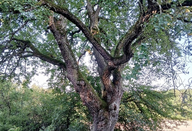 Jetzt mögliche Naturdenkmale melden: Alte und markante Bäume im Raum Marktheidenfeld gesucht