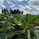 Zuckerrübe im Fokus: Landwirtschaftliche Bereisung des Landrats beleuchtet Herausforderungen durch Klimawandel und Schädlingsdruck