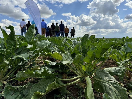 Zuckerrübe im Fokus: Landwirtschaftliche Bereisung des Landrats beleuchtet Herausforderungen durch Klimawandel und Schädlingsdruck