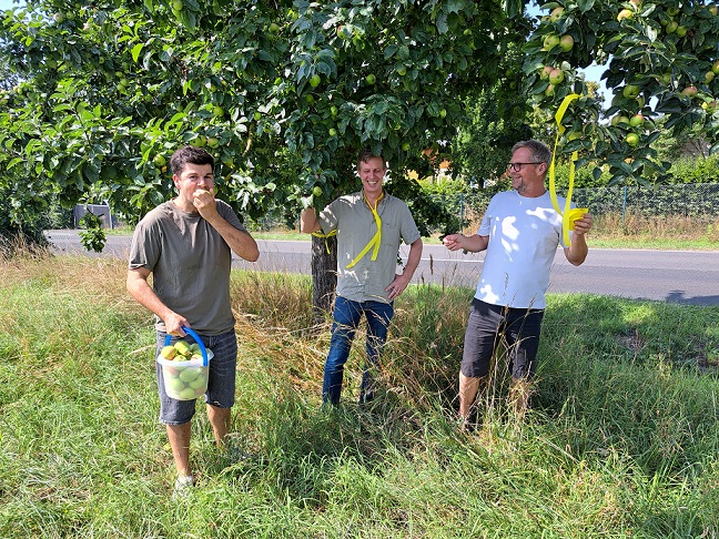 Ein gelbes Band am Baum bedeutet: Hier ist das Ernten ausdrücklich erlaubt