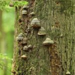 Naturpark-Ranger laden im Rahmen der BayernTourNatur zur herbstlichen Wanderung auf dem Schlangenweg ein