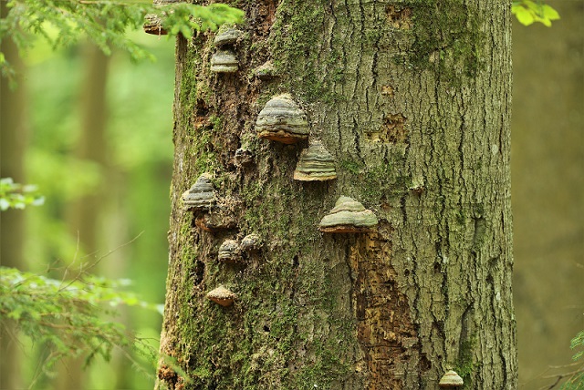 Naturpark-Ranger laden im Rahmen der BayernTourNatur zur herbstlichen Wanderung auf dem Schlangenweg ein
