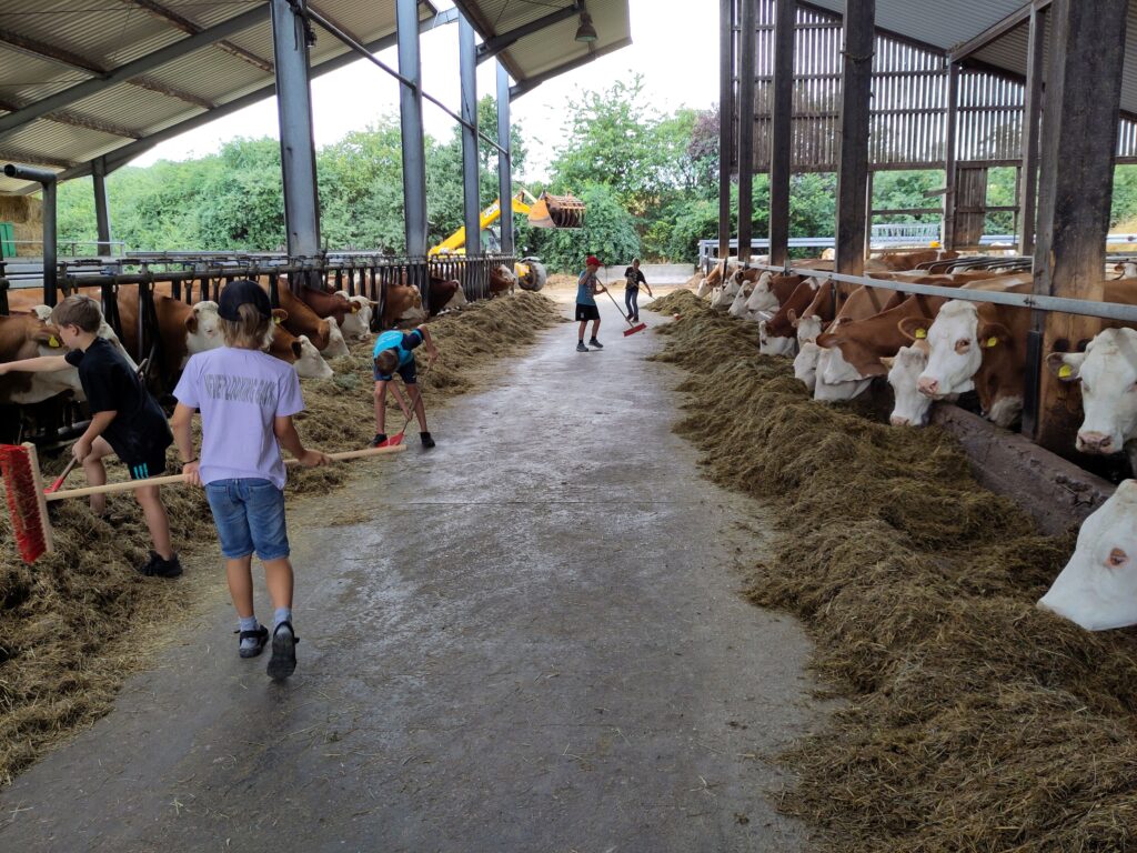 Vom Gras zur Milch: Bio-Erlebnistag auf der Fleckviehranch Lenhart in Horhausen