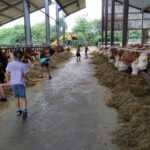 Vom Gras zur Milch: Bio-Erlebnistag auf der Fleckviehranch Lenhart in Horhausen