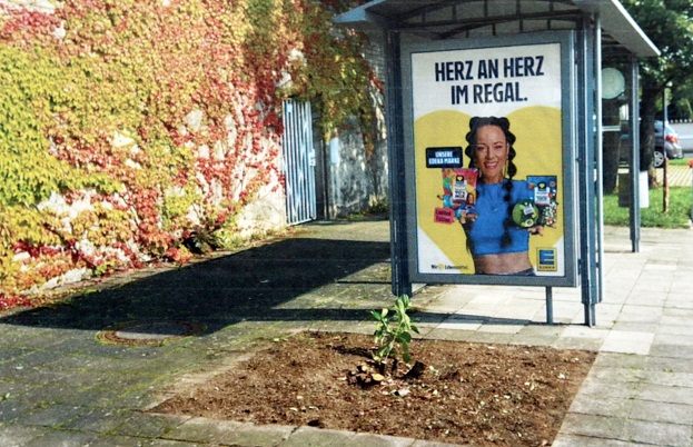 Ein geopferter Kirschlorbeer für Blümchen: Die Schweinfurter Stadtwerke sorgen für den nächsten Schildbürgerstreich
