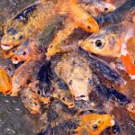 Tote Fische im Horhäuser Badesee: Großes Engagement der örtlichen Feuerwehren und weiterer Helfer