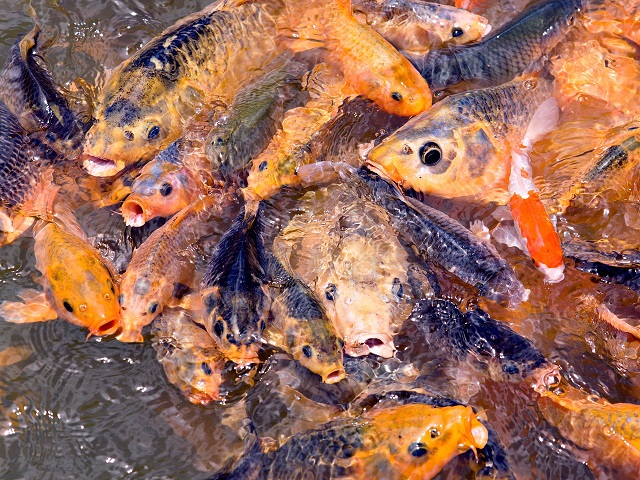 Tote Fische im Horhäuser Badesee: Großes Engagement der örtlichen Feuerwehren und weiterer Helfer