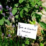 Oasen der Ruhe und Heimat für Fledermäuse: Beim „Diözesanen Schöpfungstag“ geht es unter anderem um Pfarrgärten und das Umfeld von Kirchen