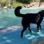 Nassparty für die Vierbeiner: Hunde-Badetag im Bad Kissinger Terrassenschwimmbad