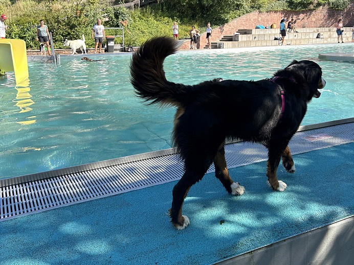 Nassparty für die Vierbeiner: Hunde-Badetag im Bad Kissinger Terrassenschwimmbad