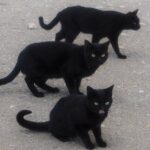 „Junge Talente“ im Franck-Haus: Lena Bils zeigt in Marktheidenfeld digitale und analoge Fotografie