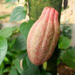 Ein Wochenende mit Ananas, Kaffee, Vanille & Co.: Aktionstage zu tropischen Nutzpflanzen in der Wilhelma