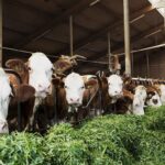 Zwischen Genuss und Verantwortung: Kinoabend um „Das System Milch“