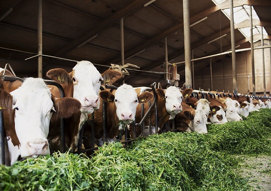 Zwischen Genuss und Verantwortung: Kinoabend um „Das System Milch“