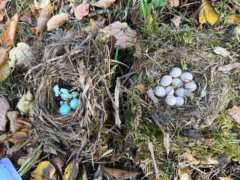 Über 500 Nistkästen in Gochsheimer Waldgebieten gereinigt: VGL bekam Unterstützung durch LBV und Vogelschutzverein
