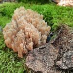 Mitgliederversammlung des „Vereins Nationalpark Steigerwald e.V.“ mit Vortrag über seltene Pilzfunde