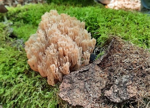 Mitgliederversammlung des „Vereins Nationalpark Steigerwald e.V.“ mit Vortrag über seltene Pilzfunde