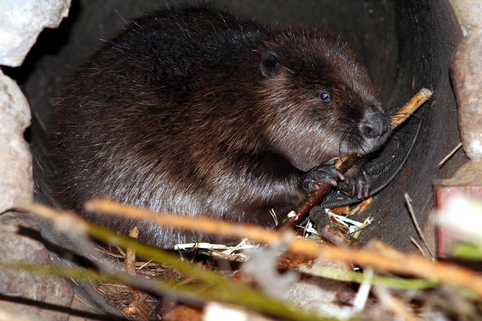 Biber trifft Büchertasche: Freier Eintritt für alle ABC-Schützen im Wildpark Klaushof