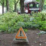Kranke oder Menschen und Verkehr gefährdende Bäume werden gefällt – aber Volkach pflanzt neu und klimaresilient an