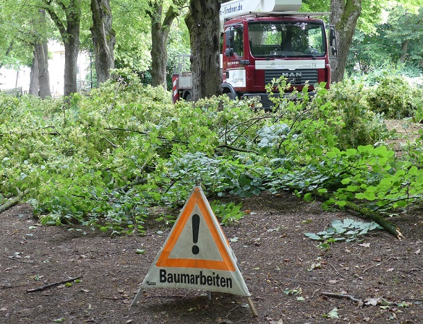 Kranke oder Menschen und Verkehr gefährdende Bäume werden gefällt – aber Volkach pflanzt neu und klimaresilient an