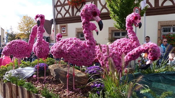 Viel Vorbereitung für Erntedank, viel Beifall für die Durchführung: Heimat- und Volkstrachtenverein Gochsheim kann stolz auf das Erreichte sein