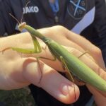 Ein ganz besonderer Fund: Die beiden 5. Klassen der Naturparkschule entdecken die erste Gottesanbeterin im Landkreis Haßberge