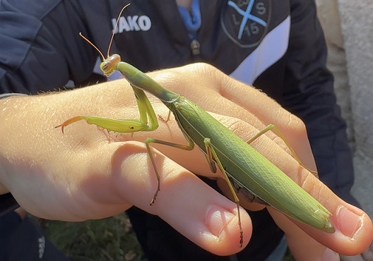 Ein ganz besonderer Fund: Die beiden 5. Klassen der Naturparkschule entdecken die erste Gottesanbeterin im Landkreis Haßberge