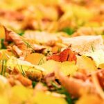 Sparmaßnahmen der Stadt Schweinfurt: Diesmal nur Laubsackbons für Grundstückseigentümer