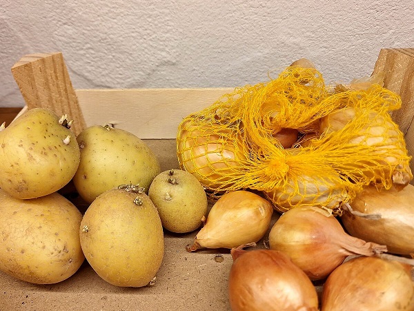 Sie können sich gegenseitig ungünstig beeinflussen: Weshalb man Kartoffeln nicht zusammen mit Zwiebeln lagern sollte­
