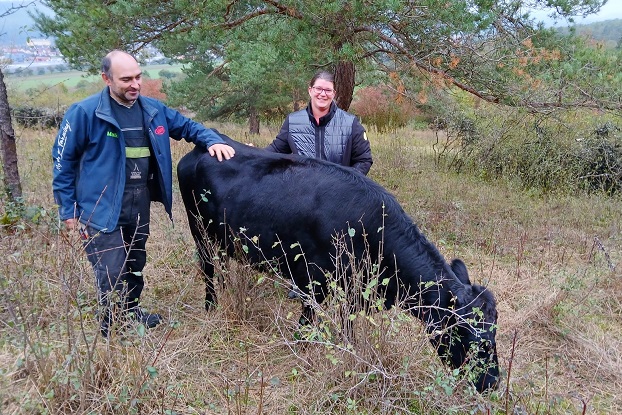 Erhalt des Kalkmagerrasens am Strickberg: Neue Wege beim Naturschutz mit zwei Dexterrindern