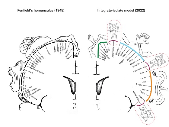 Studie zeigt: Motorische Verlangsamung bei Schizophrenie hängt mit Veränderungen im Motorcortex zusammen