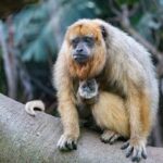 Ein blondes Baby bei den Schwarzen Brüllaffen: Zuchterfolg bei südamerikanischen Primaten in der Wilhelma