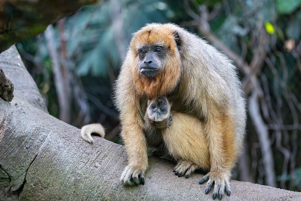 Ein blondes Baby bei den Schwarzen Brüllaffen: Zuchterfolg bei südamerikanischen Primaten in der Wilhelma