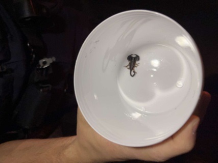 Achtung, giftige Spinnentiere in Mainfranken: Spaziergänger meldet freilaufenden Skorpion an mutige Polizeibeamte