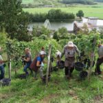 Federweißer, Musik, Brotzeit und Traubensaft: Wipfeld feiert auf dem Kirchplatz sein Weinlesefest