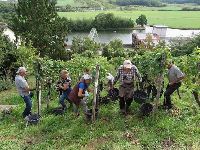 Federweißer, Musik, Brotzeit und Traubensaft: Wipfeld feiert auf dem Kirchplatz sein Weinlesefest