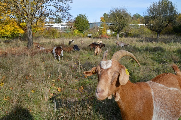 Lebende Rasenmäher: Marktheidenfeld geht bei der Grünlandpflege neue Wege und setzt eine Ziegenherde ein